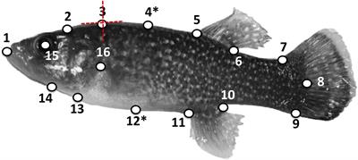 Does Body Shape in Fundulus Adapt to Variation in Habitat Salinity?